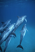 Atlantic Spotted Dolphins (Stenella frontalis). Underwater. Bahamas.