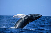 Humpback Whale (Megaptera novaeangliae) Breaching, Silver Bank, Caribbean, Dominican Republic
