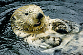 Sea Otter (Enhydra lutris) Captive