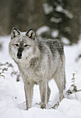 Wolf in falling snow, (Captive). Montana. USA.