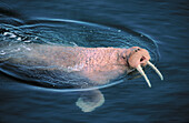 Walrus (Odobenus rosmarus), male. Bering Sea, Alaska. USA