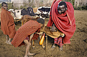 Maasai ritual. Taking the blood out of the cow. Tanzania