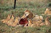 Lion pride at a zebra-kill (Panthera leo). Masai Mara Game Preserve. Kenya