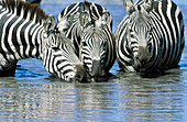 Common Zebras (Equus quagga boehmi) Masai Mara Wildlife Reserve. Kenya