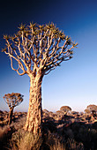 Quiver trees, (Aloe dichotoma). Keetmanshoop. Namibia.