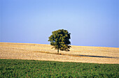 Tree in a field, Southern Bohemia. Czech Republic