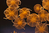Jellyfish (Cassiopea sp.)