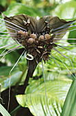 Bat Flower (Tacca integrifolia), Asia
