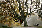 Girl sitting in tree in Vondelpark, Amsterdam, Holland, Netherlands