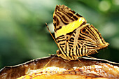 Butterfly (Colobura dirce). South America