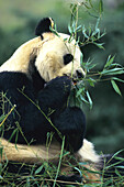 Giant Panda (Ailuropoda melanoleuca) eating bamboo