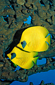 Two Masked Butterflyfishes, Chaetodon semilarvatus, Sudan, Africa, Red Sea