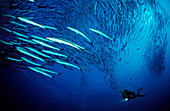 Blackfin barracuda, Sphyraena qenie, Sudan, Africa, Red Sea