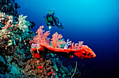 Taucher und Rote Weichkorallen, Acropora divaricata, Sudan, Afrika, Rotes Meer