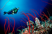 Taucher und Rote Peitschenkorallen, Juncella sp., Sudan, Afrika, Rotes Meer