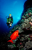 Crescent-tail bigeye and scuba diver,  Priacanthus hamrur, Egypt, Red Sea, St. John´s Reef