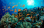 Haremsfahnenbarsche und Korallenriff, Pseudanthias squamipinnis, Aegypten, Rotes Meer, St. John´s Reef