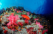 Juwelenbarsch im Korallenriff, Cephalopholis miniata, Sudan, Afrika, Rotes Meer