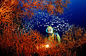 Taucher vor Schwarzer Koralle und Glasfischen, Antipathes sp., Parapriacanthus ransonneti, AEgyptn, Rotes Meer, St. John´s Reef