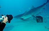 Tigerhai, Galeocerdo cuvier, Bahamas, Grand Bahama Island, Atlantischer Ozean
