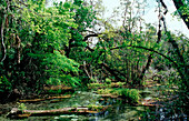 Rainbow River Quelle,  USA, Florida