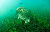 Eating West Indian Manatee, Trichechus manatus latirostris, USA, Florida, FL, Everglades