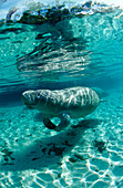 West Indian Manatee, Trichechus manatus latirostris, USA, Florida, FL, Crystal River