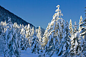 Verschneite Fichten, Winterlandschaft in den Bayerischen Alpen, Oberbayern, Deutschland