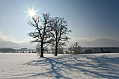 winterscenery, Upper Bavaria, Germany