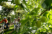 Children on a trail through an apple plantation, leading to the garden restaurant Sunnehuesli, Guettingen, Lake Constance, Switzerland