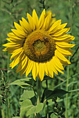 Sunflower. Tuscany, Italy