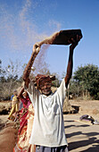 Kolar district, Karnataka. Krishnapura village. man threshing finger millet harvest. India.