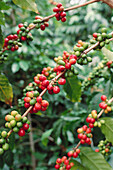Coffee beans, Kona coffee plantations. Kailua-Kona. Hawaii. USA