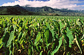 Taro fields. Hanalei Valley. Kauai Island. Hawaii. USA