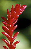 Red Ginger (Alpinia purpurata). Cascades Faarumai. Tahiti. French Polinesia