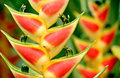 Heliconia. Diamond Botanical Gardens. Soufriere. Santa Lucia. West Indies. Caribbean