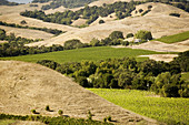 Artesa Winery in Napa Valley. California, USA
