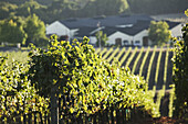 Vineyard in Napa Valley. California, USA