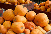 Pumpkins, autumn harvest, Okanagan Valley fruit town. Keremeos. British Columbia, Canada