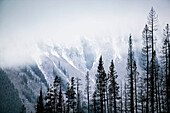 Kootenay National Park, first snow on trees by Stanley Mountain. The Rockies, British Columbia, Canada