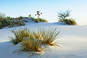 White Sand dunes with Yucca plant in the afternoon, White Sands National Monument. New Mexico, USA