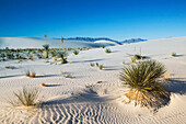 White Sand dunes with Yucca plant in the morning, White Sands National Monument. New Mexico, USA
