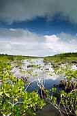 Bahamas, Grand Bahama Island, Eastern Side: Lucayan National Park, Mangrove Area by Gold Rock Beach