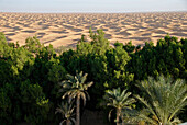 Ksar Ghilane, Desert Oasis, Sahara, Tunisia, Africa