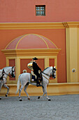 A man on horseback, on a horse, Hotel Hacienda La Boticaria, Vega de Alcala de Guadaira, near Sevilla, Andalusia, Spain, Europe
