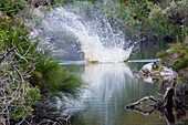 Grabouw Forest Park, In der Nähe von Kapstadt, Südafrika, Afrika, mr