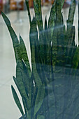 Eine grüne Pflanze, Topfpflanze hinter Glasscheibe, Deutschland