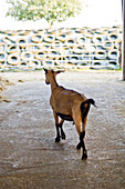 Goat on a farm, Kevelaer, Lower Rhine, North Rhine-Westphalia, Germany