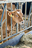 Calf on a farm, Kevelaer, North Rhine-Westphalia, Germany