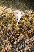 Pig on a farm, Kevelaer, North Rhine-Westphalia, Germany